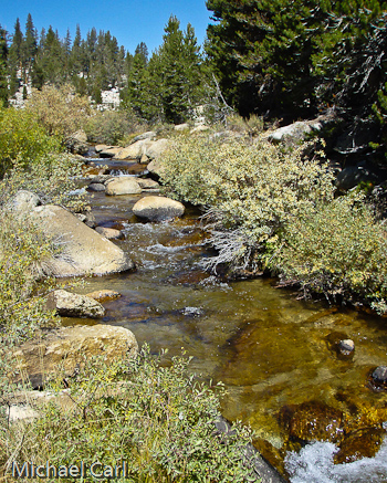 Golden Trout Creek flows faster along willow lined banks on its way to Tunnel Meadow