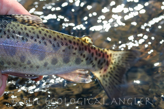 Redband trout displays parr marks and spotting along lateral and tail.