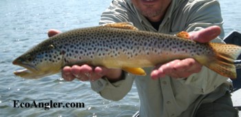 An 18 inch brown trout caught on the Green River in Utah