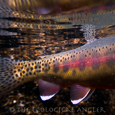 Golden Trout from the John Muir Wilderness in California