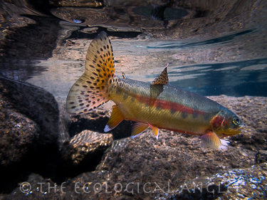 Fly Fishing John Muir Wilderness for Golden Trout in California