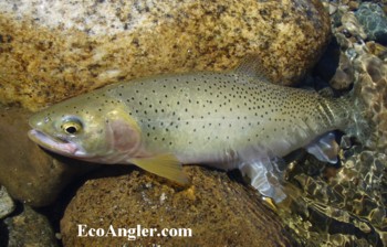 Kelly Creek provides some of the best cold water habitat for native westslope cutthroat anywhere in the West.