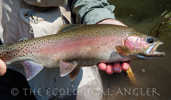 Kern River Rainbow Trout resides only California Golden Trout Wilderness.