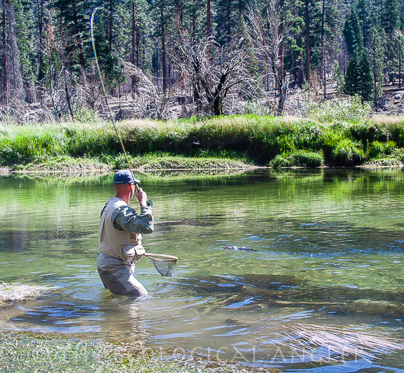 Fly fishing Kern River for native rainbow trout.