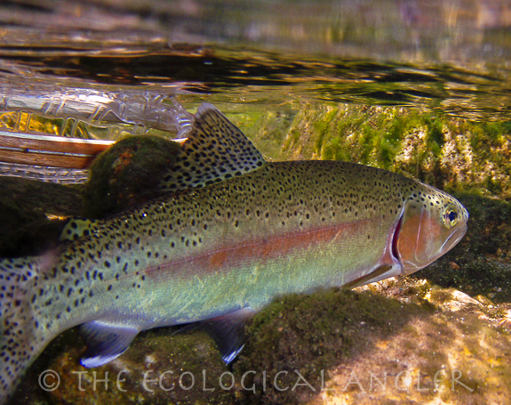 A Kern River Rainbow trout photographed underwater.