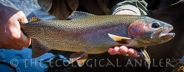 Kern River Rainbow trout caught fly fishing in Golden Trout Wilderness