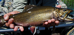 A brook trout caught in the eastside of the Sierra Nevada