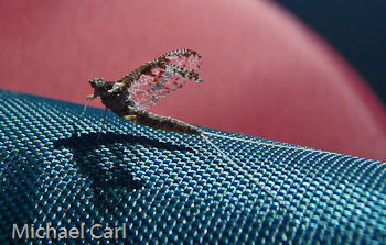 A mayfly spinner finds a resting spot on my float tube at Kirman Lake off Highway 108.