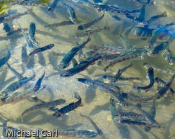 Hundreds of juvenile brook trout at Kirman Lake north of Bridgeport California.