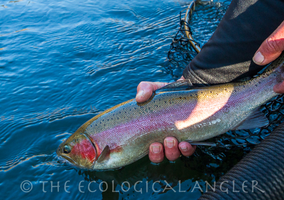 Releasing a steelhead back into the Klamath River after caught on a fly.