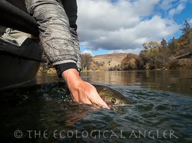 Steelhead fishing the Klamath River is excellent in late October and early November.