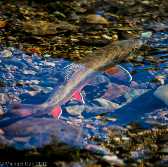 A brook trout displays the bright orange side which signals the time to spawn.