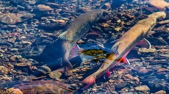 A male and female brook trout select a spot with clean, small gravel to build redd.
