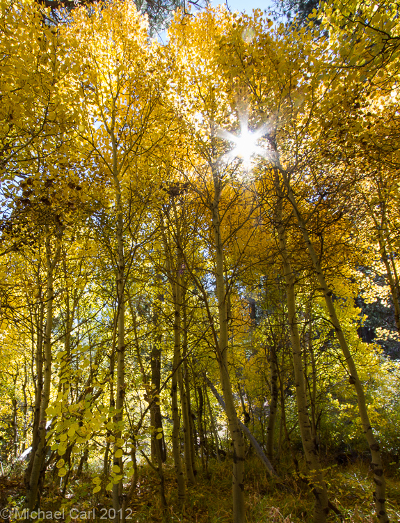 Rays of sun light burst through a dense aspen grove in fall color.