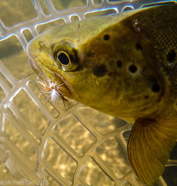 Wild Brown trout can be brought to the fly in the Middle Stanislaus.