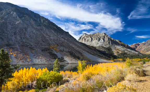 The Eastern Sierra Nevada in fall explodes with fallcolor in an aspen tree grove along Lundy Lake.