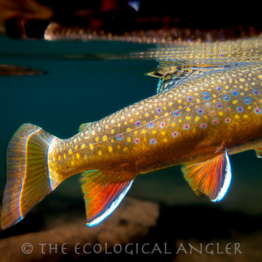 Wild brook trout underwater Lyell Fork of the Tuolumne River Yosemite National Park
