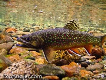 Wild brook trout populate Lyell Fork of the Tuolumne River Yosemite National Park in California