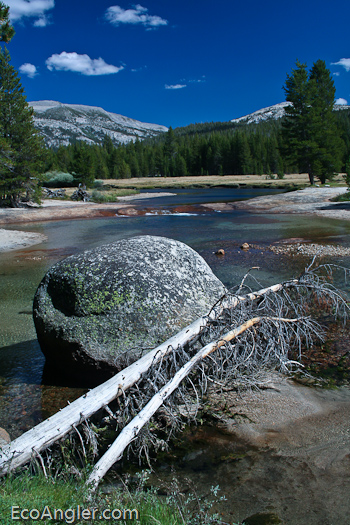 The Lyell Fork of the Tuolumne River Yosemite National Park in California