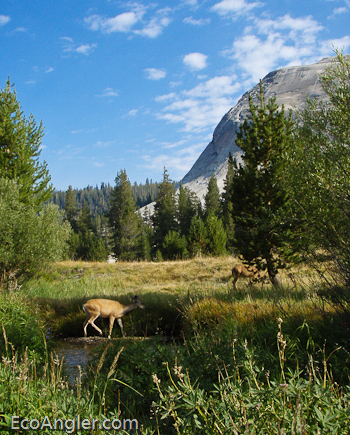 Mule deer feed in the meadow surrounding the Lyell Fork of the Tuolumne River Yosemite National Park in California