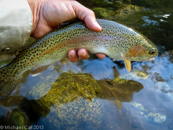 California rainbow trout are commonly caught on the lower McCloud River