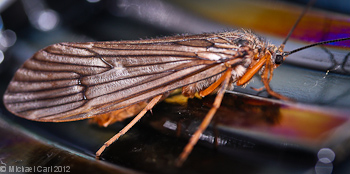 October caddis can be found throughout the McCloud River watershed in the early fall