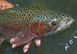 Rainbow trout with large spots on back