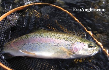 Nice Rainbow trout caught and released on the Merced River