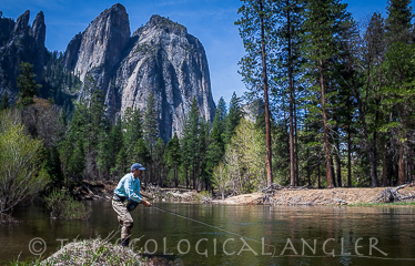 Fly Fishing the Merced River inside Yosemite National Park