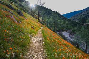 California poppies along the Hite Cove trail on the South Fork Merced River
