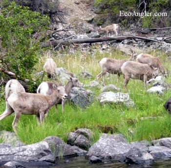 Mountain sheep feed on the grasses that grow along the banks of the river.