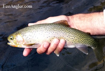 A Westslope cutthroat caught on the Middle Fork of the Salmon River