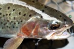 Rainbow trout fooled by a nymph on Mill Creek