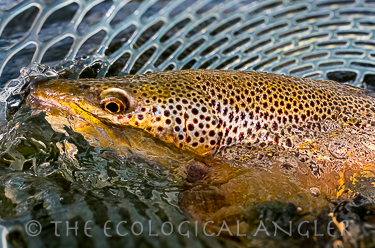 Fly Fishing Missouri River Land of the Giants wild brown trout