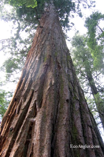 Giant Sequoia Tree in Big Trees Calaveras State Park