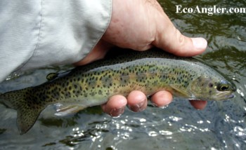 A wild rainbow taken on a black nymph in the North Fork of the Mokelumne River.