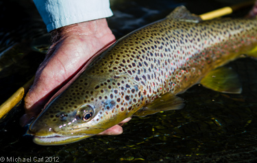 Fly fishing the Upper Owens River in the fall for adult brown trout
