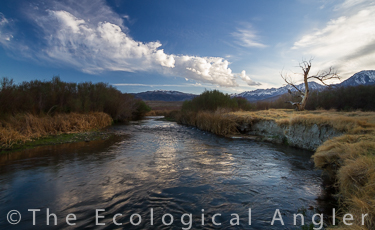Lower Owens River in California for fly fishing