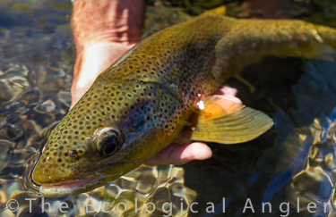 Fly fishingthe Lower Owens provides excellent chance to catch wild brown trout