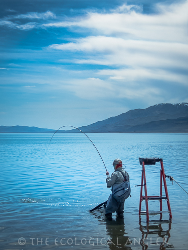 Fly Fishing from the shore of Pyramid Lake produces big Lahontan cutthroat trout.