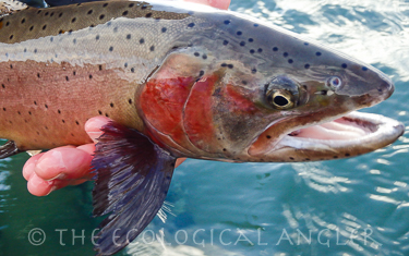Native Lahontan Cutthroat Trout Spawning Color