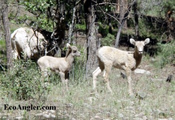 The young mountain sheep look with curosity