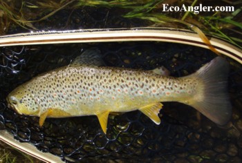 Rock Creek brown trout.