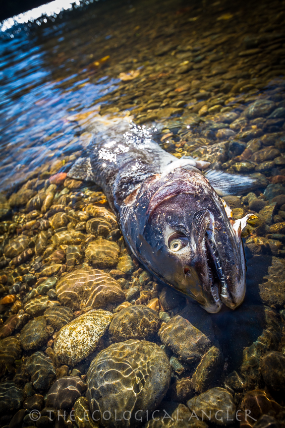 A wild salmon after spawning leaves it's nutrient rich body to feed its coastal river home.