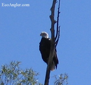 Bald eagle perched above the Lower Sacramento River