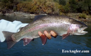 The Lower Sacramento River can consistently yield large rainbow trout