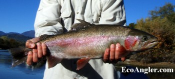 A 24 inch rainbow trout landed on the Sacramento River