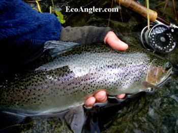 A 20 inch rainbow trout landed on the Upper Sacramento River
