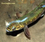 A brook trout caught on Sagehen Creek