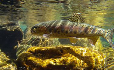 A wild rainbow trout caught in the San Joaquin River inside  the Ansel Adams Wilderness